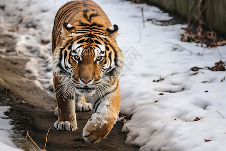 猛虎穿过雪地图片