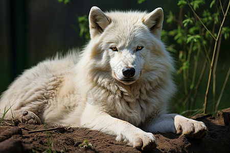 森林里的白色狼图片