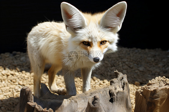 荒野中野生的狐狸图片
