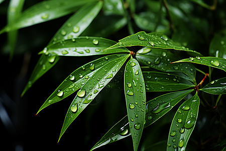 雨后的竹叶背景图片