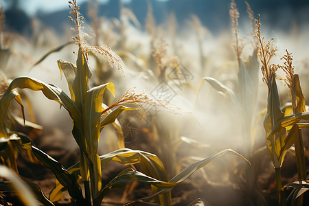 玉米地中喷洒农药图片