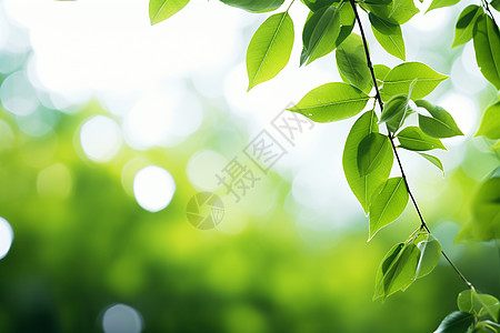 清新绿意的枝叶背景图片