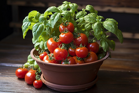 乡村农业培育的番茄盆栽图片