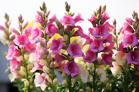 色彩斑斓的花卉图片