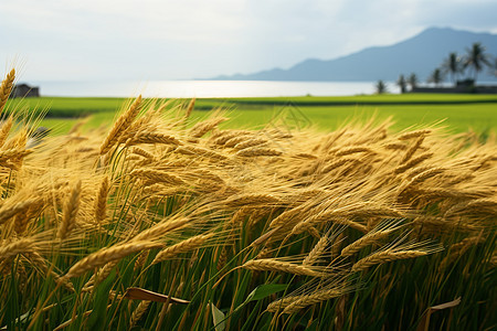 丰收的稻田背景图片