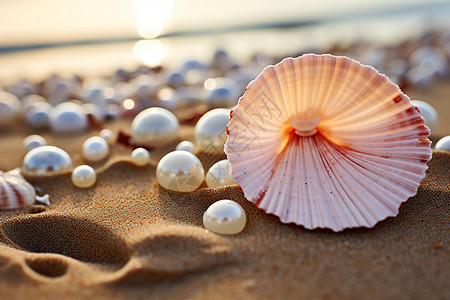 沙滩上有的贝壳和珍珠图片