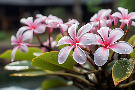 香水百合鲜花中的水滴背景