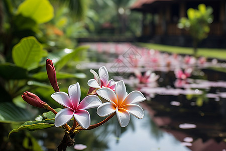 香水百合盛开的鲜花背景