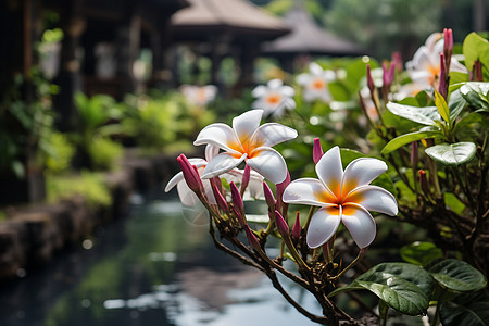 香水百合水边的鲜花背景