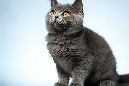 一只灰色猫咪背景图片