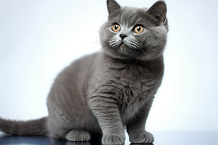 优雅的猫咪宠物灰猫高清图片