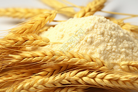 金黄色的大麦麦穗高清图片