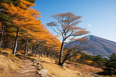 户外山坡上的乡村小路图片