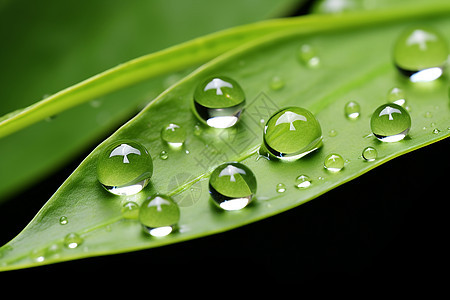 绿叶上的雨滴图片