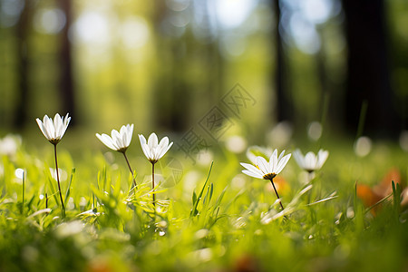 草地中的小花图片