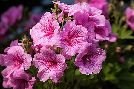 美丽的粉紫色花束图片