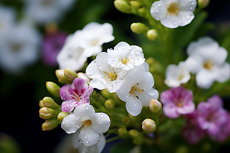 红色花朵水珠点缀的花朵背景