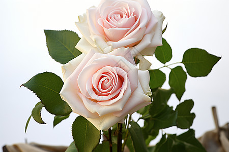 新鲜盛开的玫瑰花图片