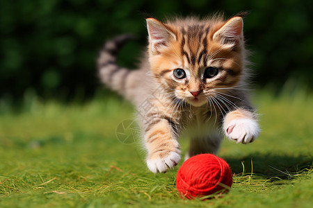 小猫奔向毛线球图片