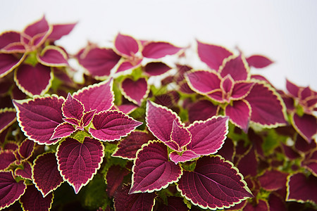 紫叶植物的特写图片