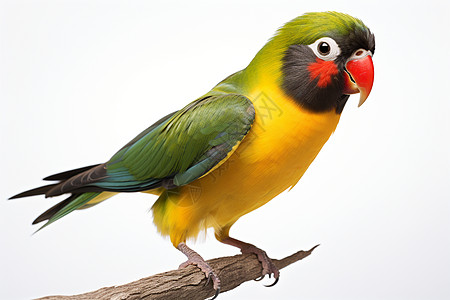 站立的彩色小鸟高清图片