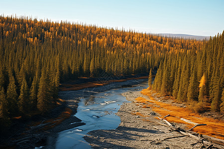 河流贯穿森林背景图片