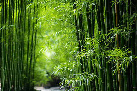 绿色竹林中的小径图片