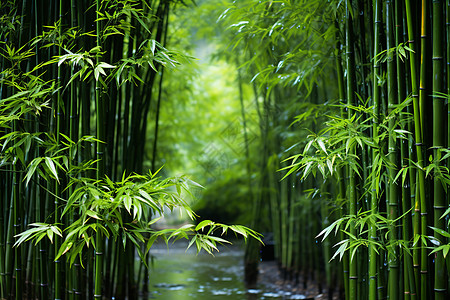 丛林拓展竹林小径背景