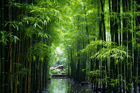 竹林环绕的森林图片