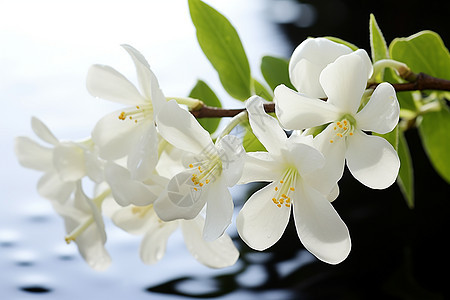 枝叶上的白色花朵图片