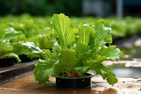 温室里的植物图片