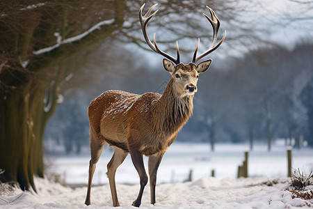 雪地里的野生鹿图片