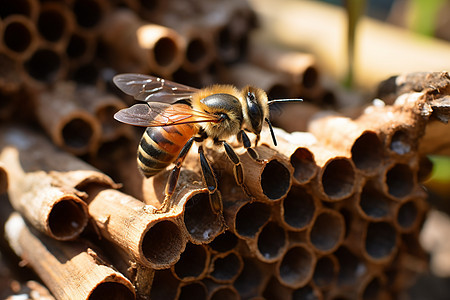 木材上的蜜蜂背景图片