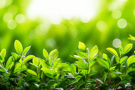 草地上的绿色植物背景图片