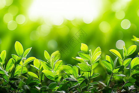 草地上的绿色植物图片