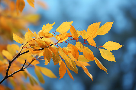 黄色的树叶叶子图片