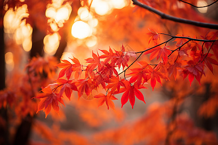 秋季树枝上的红叶图片