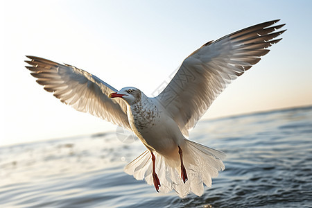 自由翱翔的白色海鸥背景图片