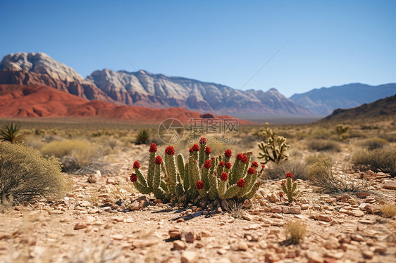 沙漠中的仙人掌植物图片