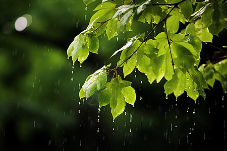 树叶上的雨滴背景图片