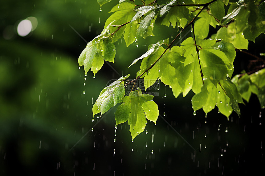 树叶上的雨滴图片