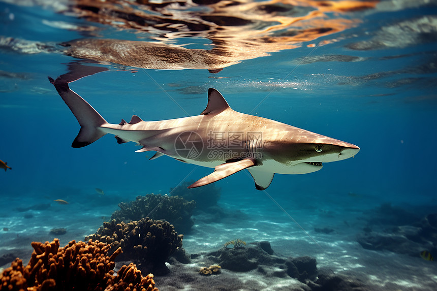 海洋中的野生鲨鱼图片