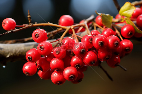 枝干上成熟的红浆果图片