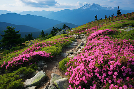 山花盛开的山坡图片