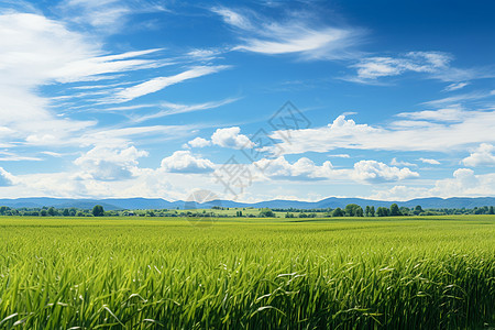 蓝天麦田蓝天下的麦田背景