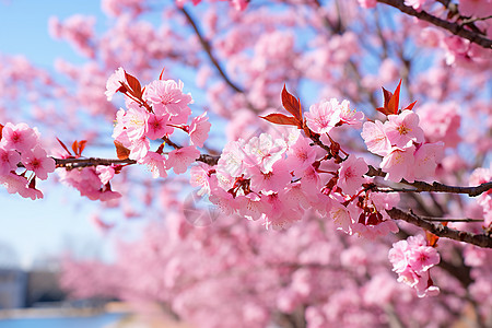 蓝天下盛开的樱花图片