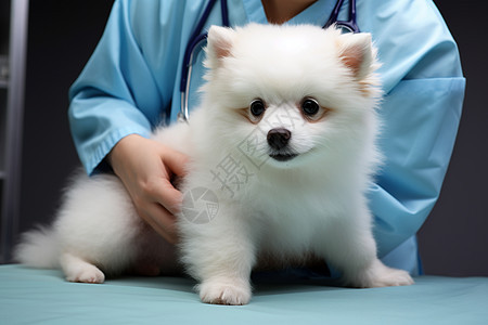 兽医抱着小狗图片