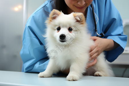 兽医检查小狗的身体图片