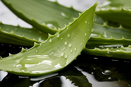 水滴覆盖的芦荟叶图片