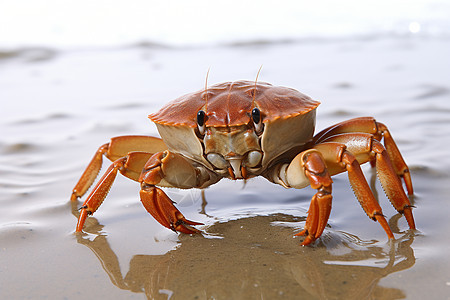 一只螃蟹站在水中图片
